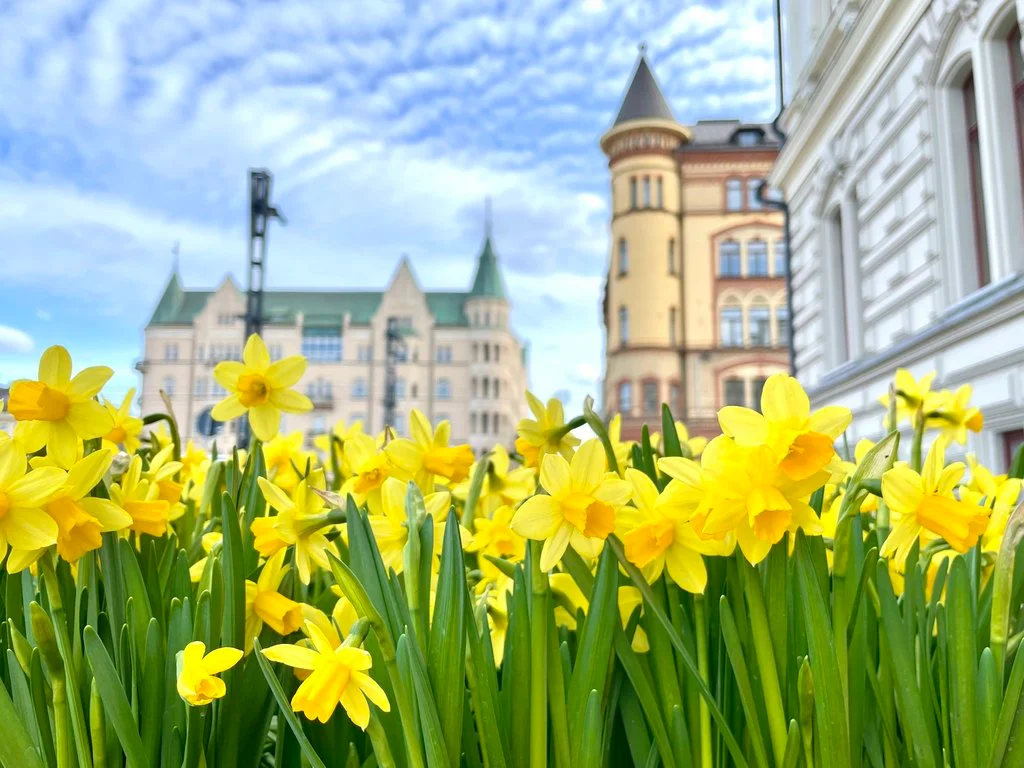 VISIT TAMPERE KESKUSTORI SPRING NARCISSUSES LAURA PARONEN-3.JPG
